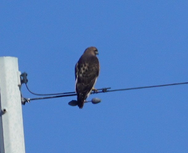 Red-tailed Hawk - ML646372352
