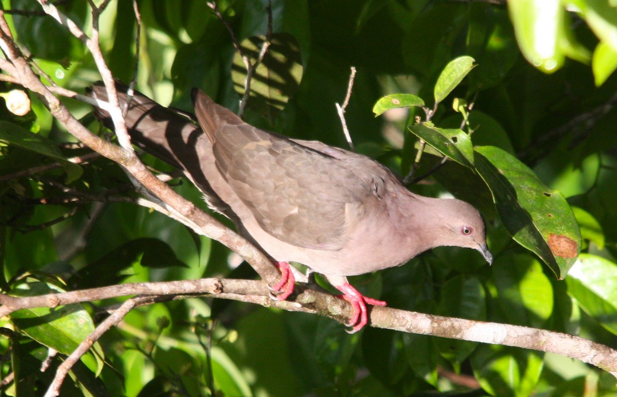 Ruddy Pigeon - ML646372353