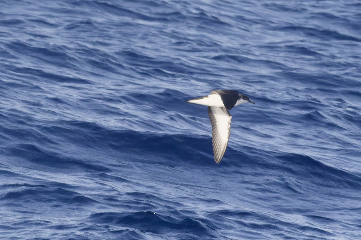 Tropical Shearwater - ML646372354