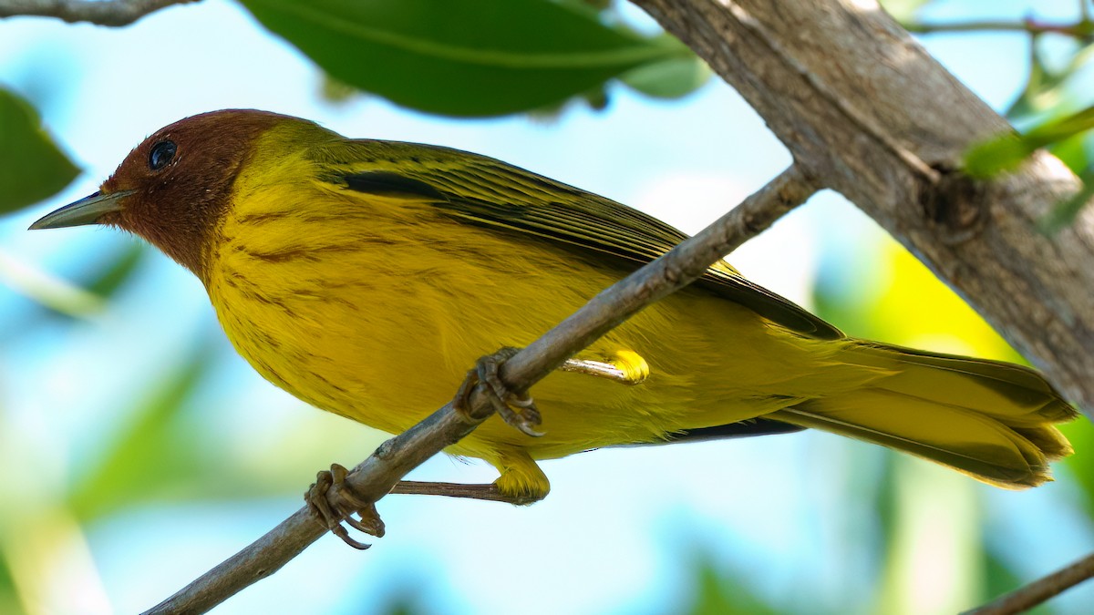 Paruline des mangroves - ML646372357