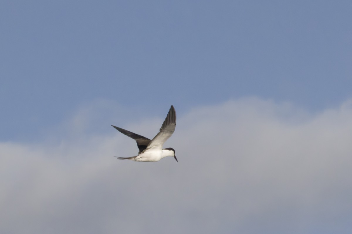 Sooty Tern - ML646372358