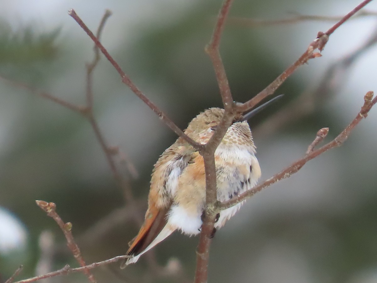 Rufous Hummingbird - ML646372359