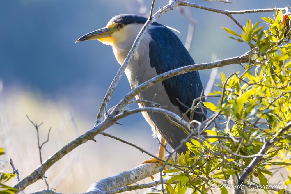 Black-crowned Night Heron - ML646372360