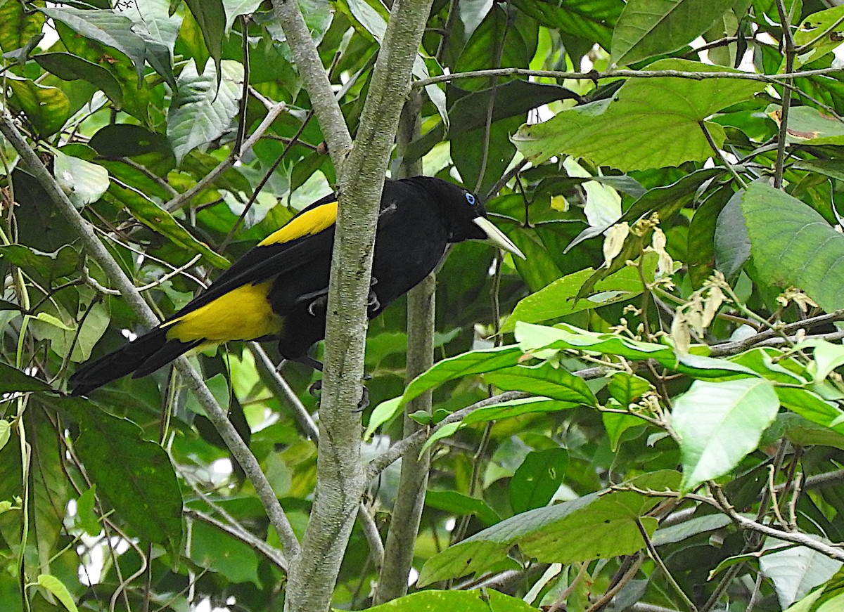 Yellow-rumped Cacique - ML646372361