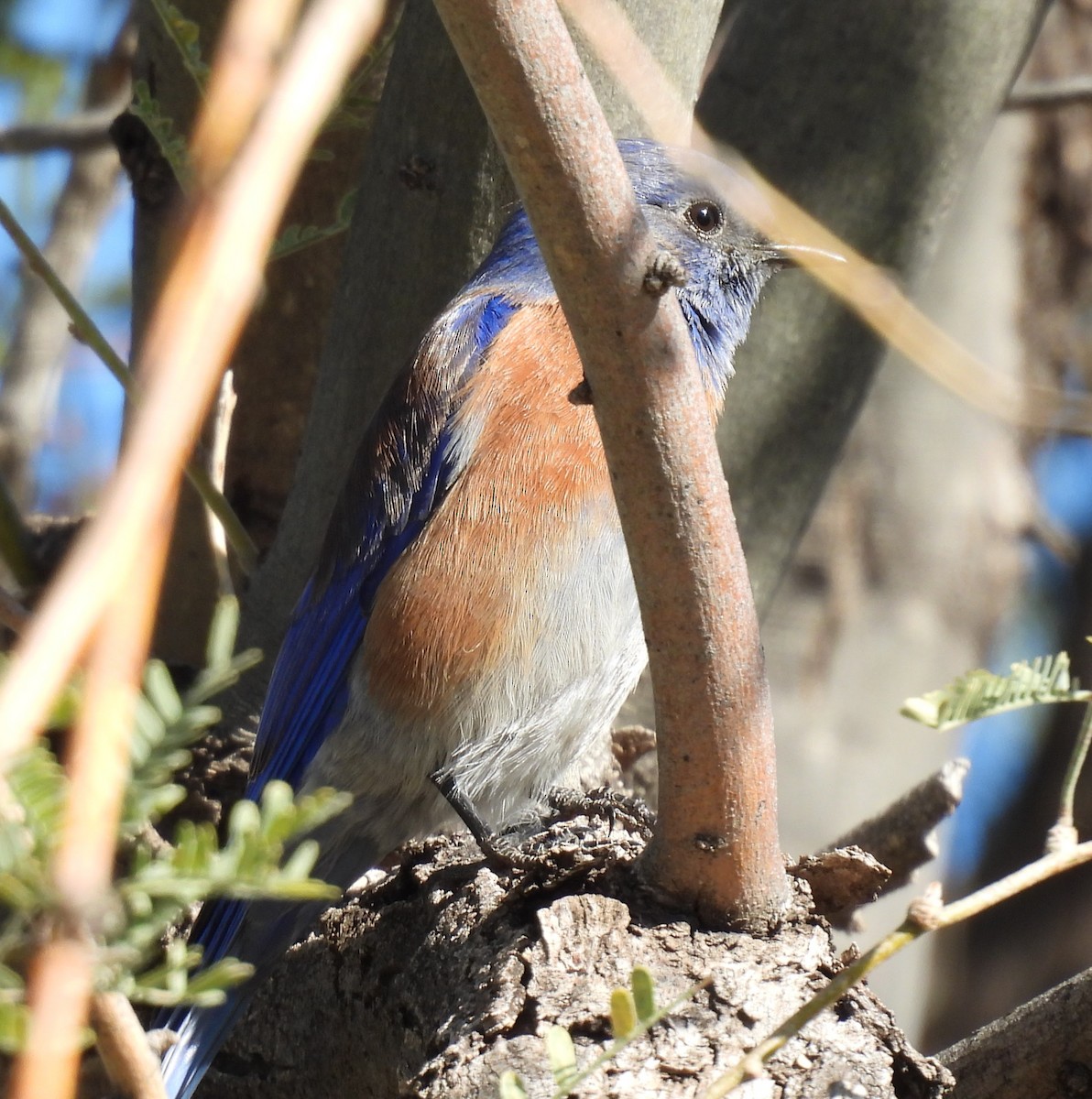 Western Bluebird - ML646372362