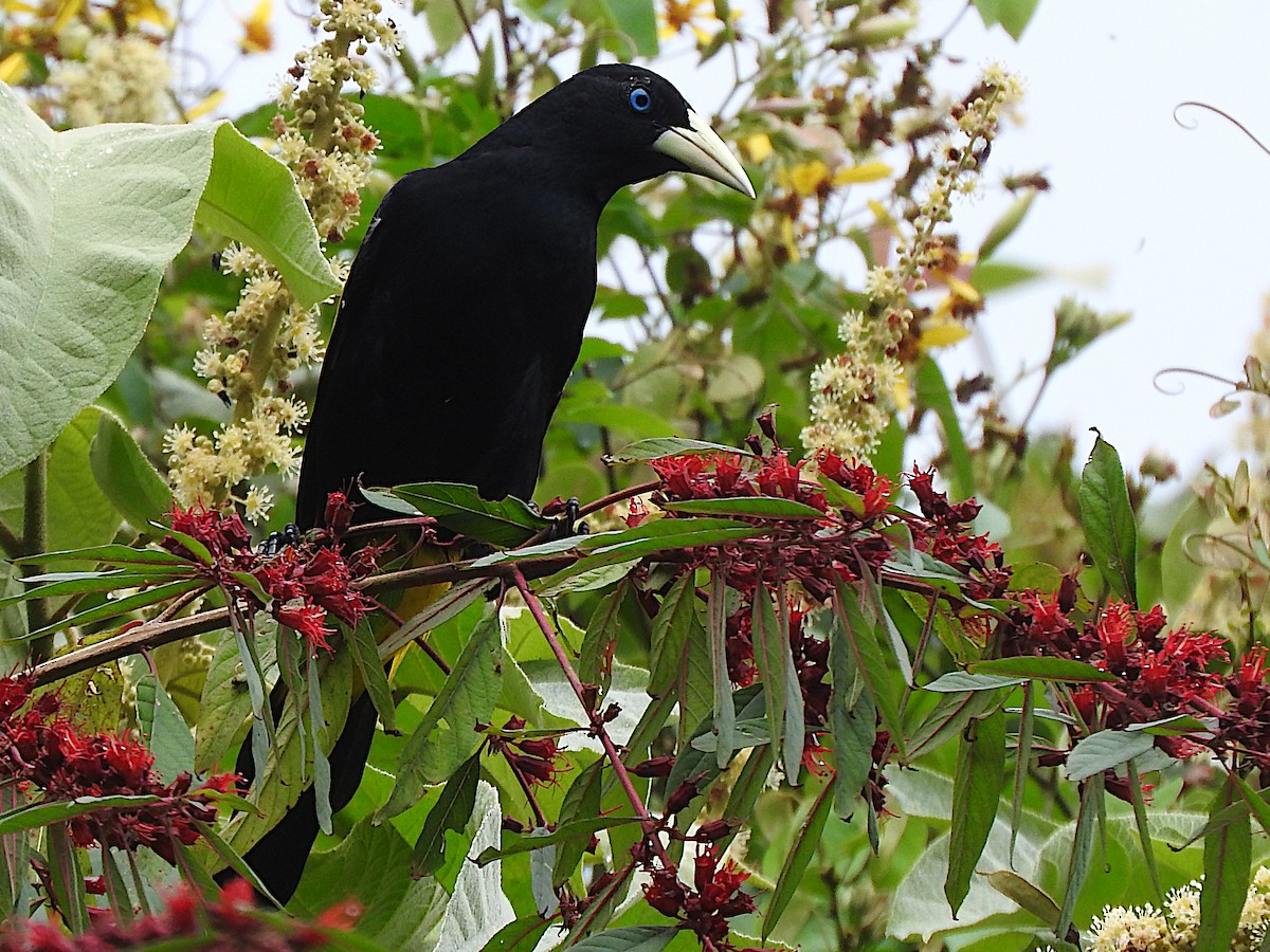 Yellow-rumped Cacique - ML646372363