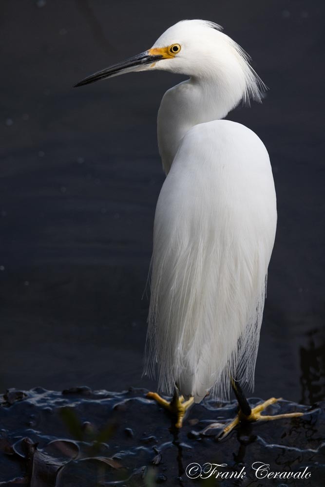 Snowy Egret - ML646372367