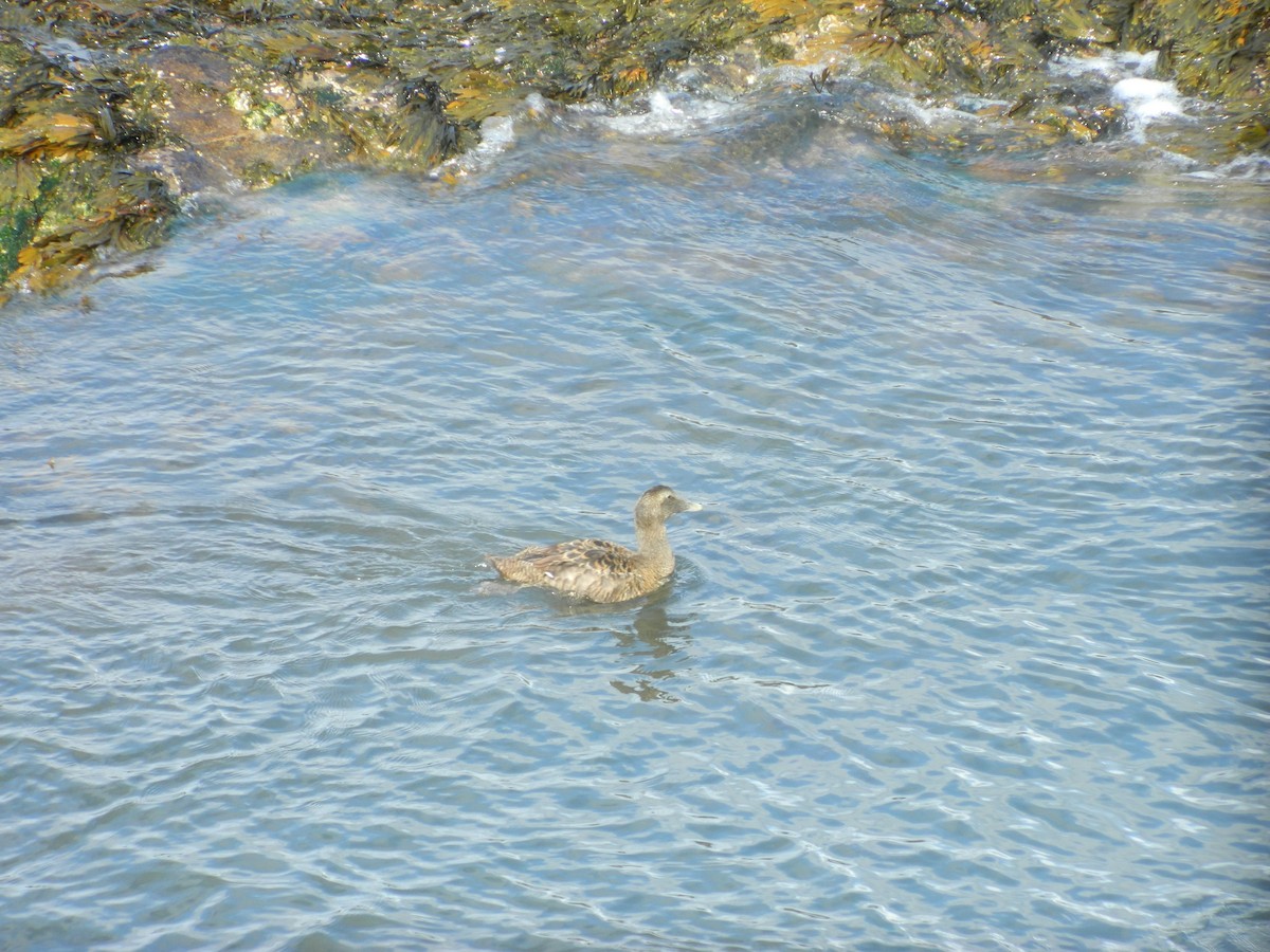 Common Eider - ML646372370