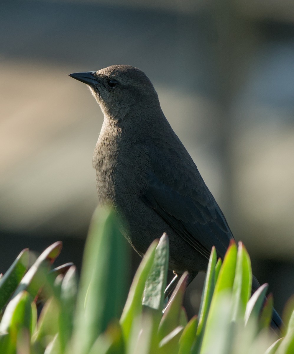 Brewer's Blackbird - ML646372374