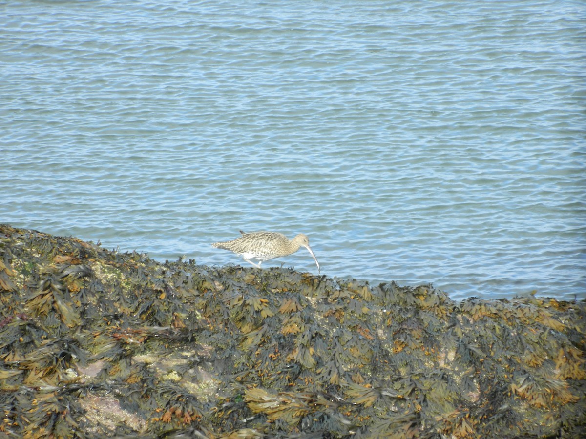 Eurasian Curlew - ML646372375