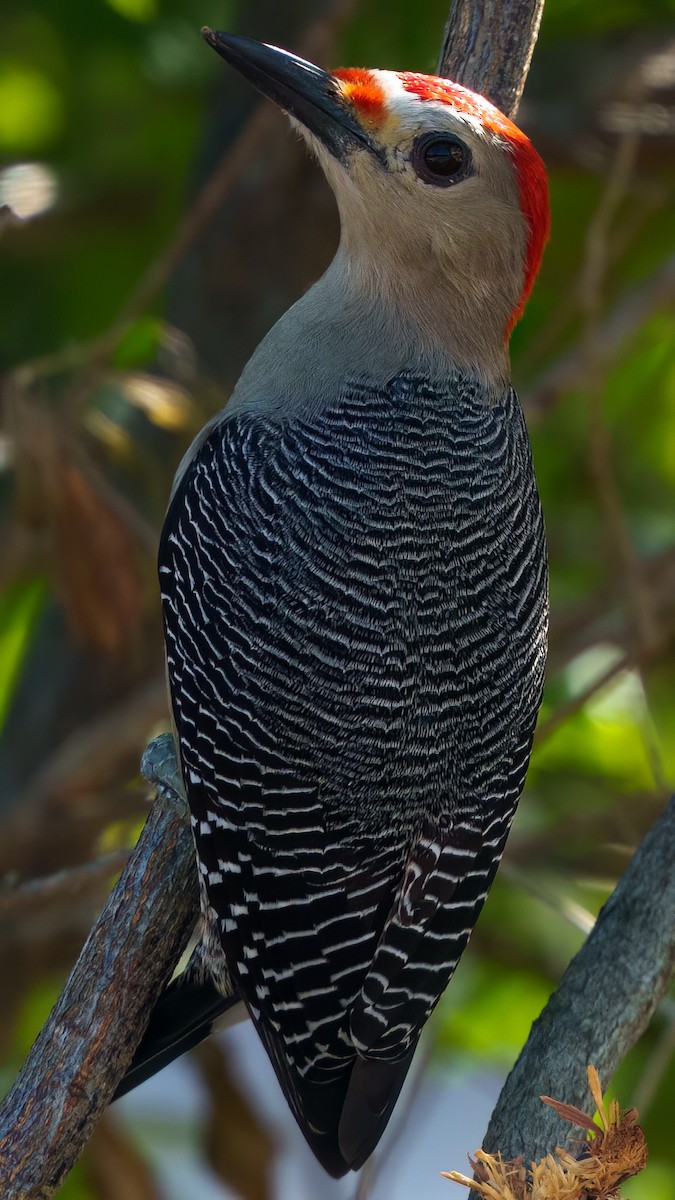 Pic à front doré - ML646372376