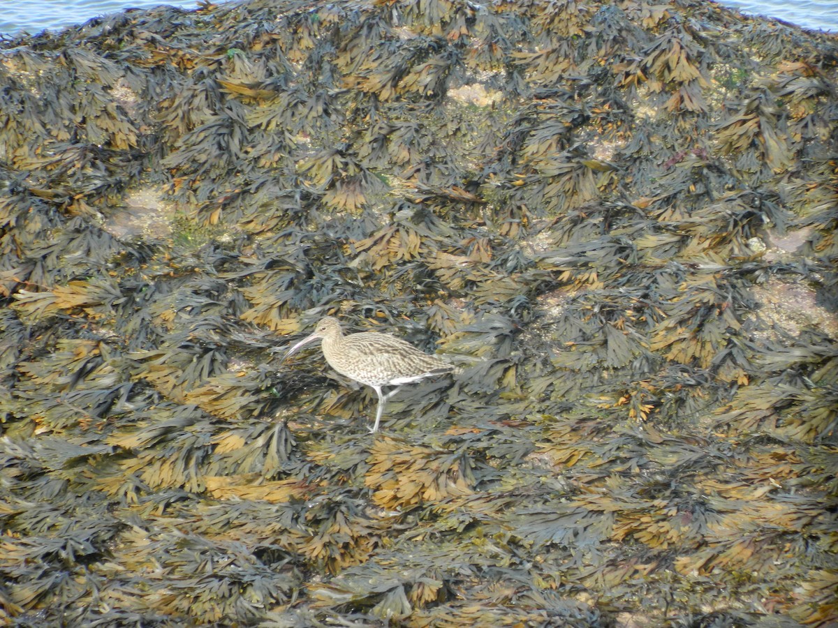 Eurasian Curlew - ML646372377