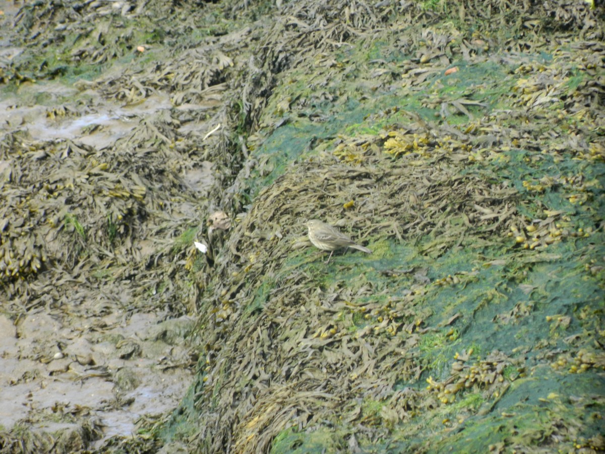 Rock Pipit - ML646372379