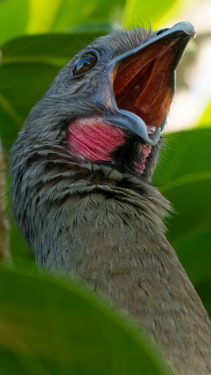 Ortalide chacamel - ML646372380