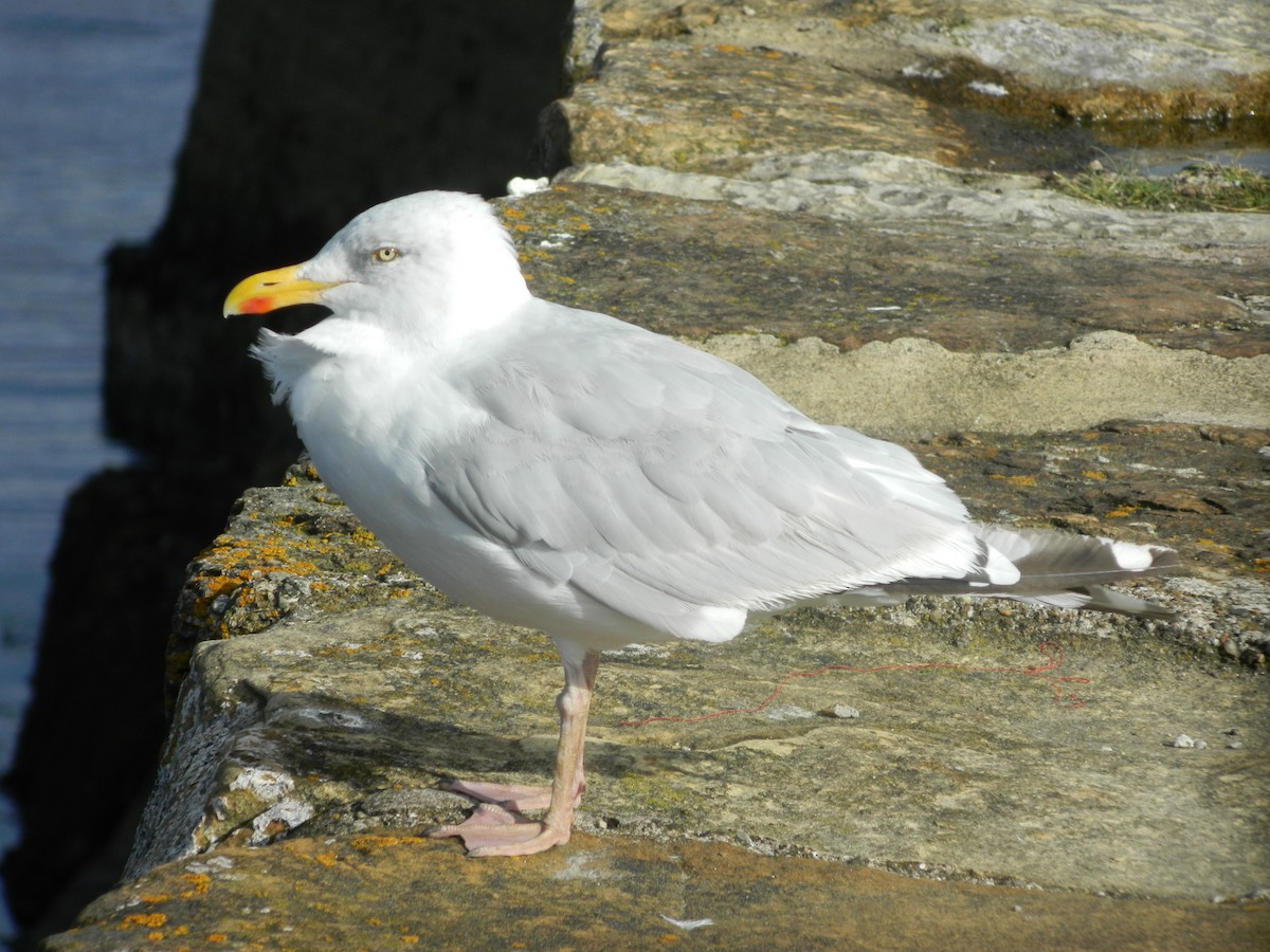 European Herring Gull - ML646372381
