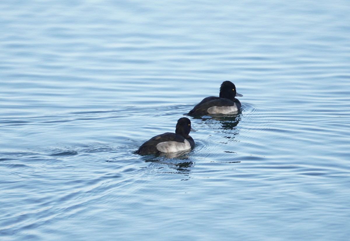 Tufted Duck - ML646372382