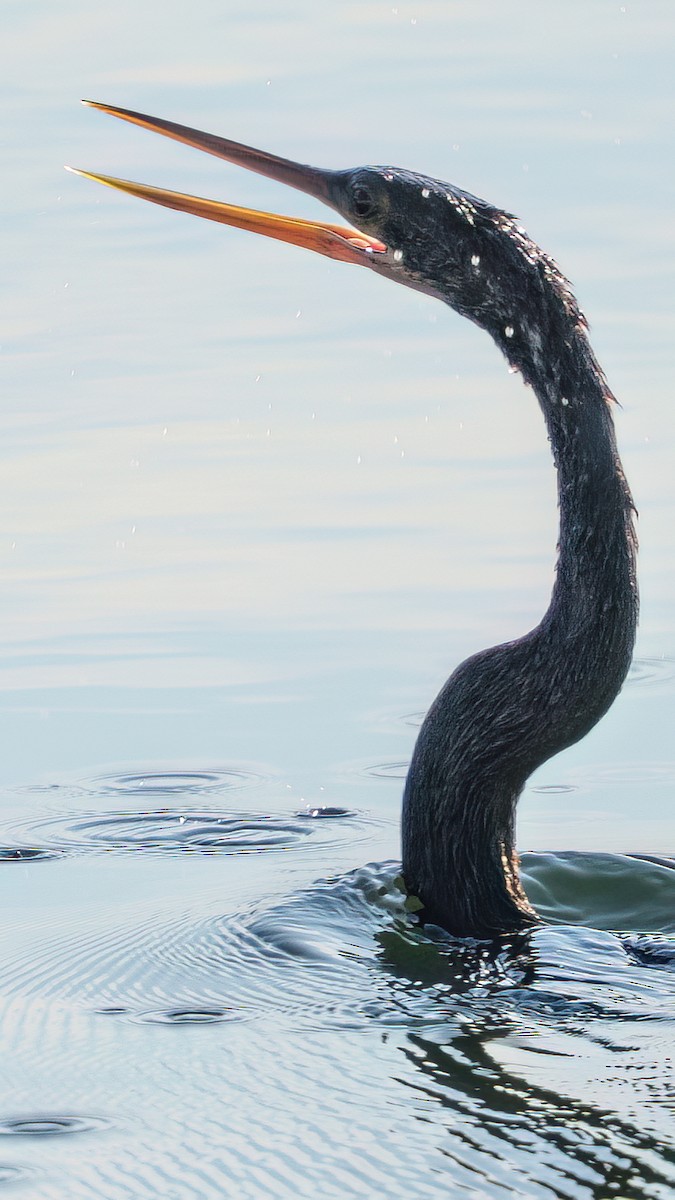 Anhinga d'Amérique - ML646372385