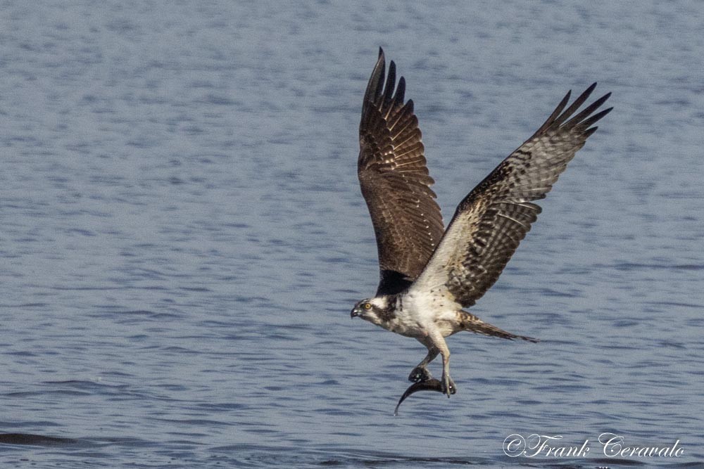 Osprey - ML646372386