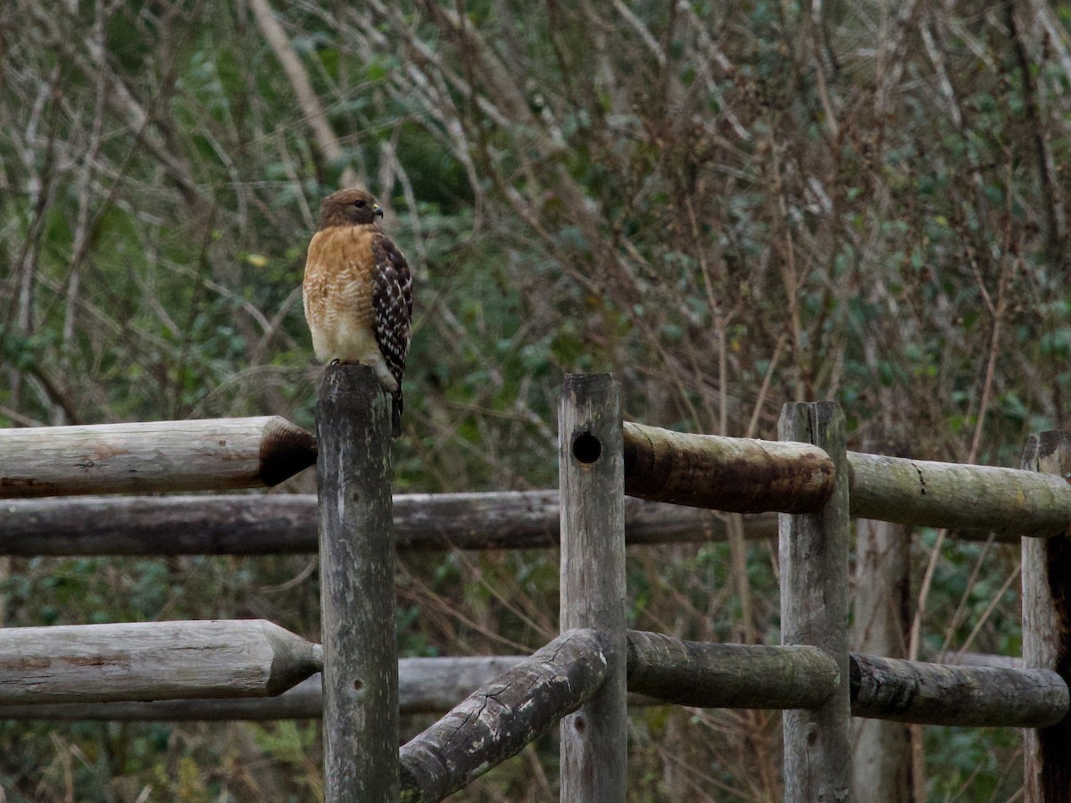 Канюк рудоплечий - ML646372387