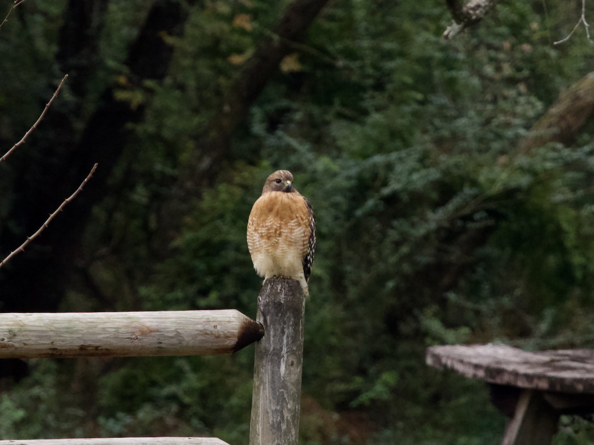 Канюк рудоплечий - ML646372388