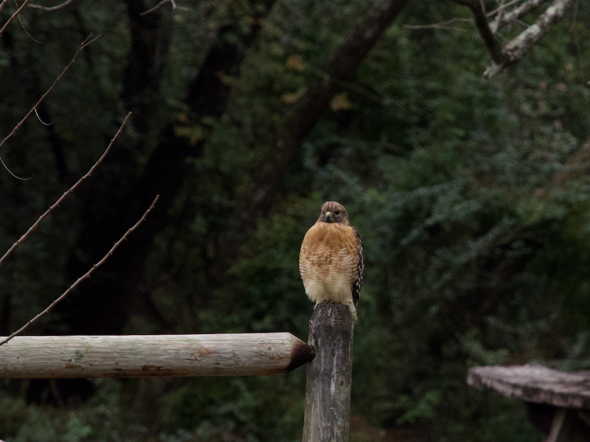 カタアカノスリ - ML646372389