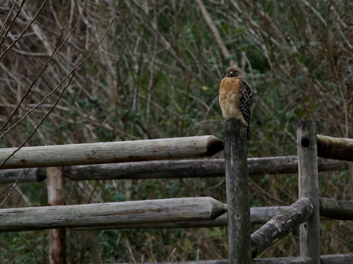 Канюк рудоплечий - ML646372390