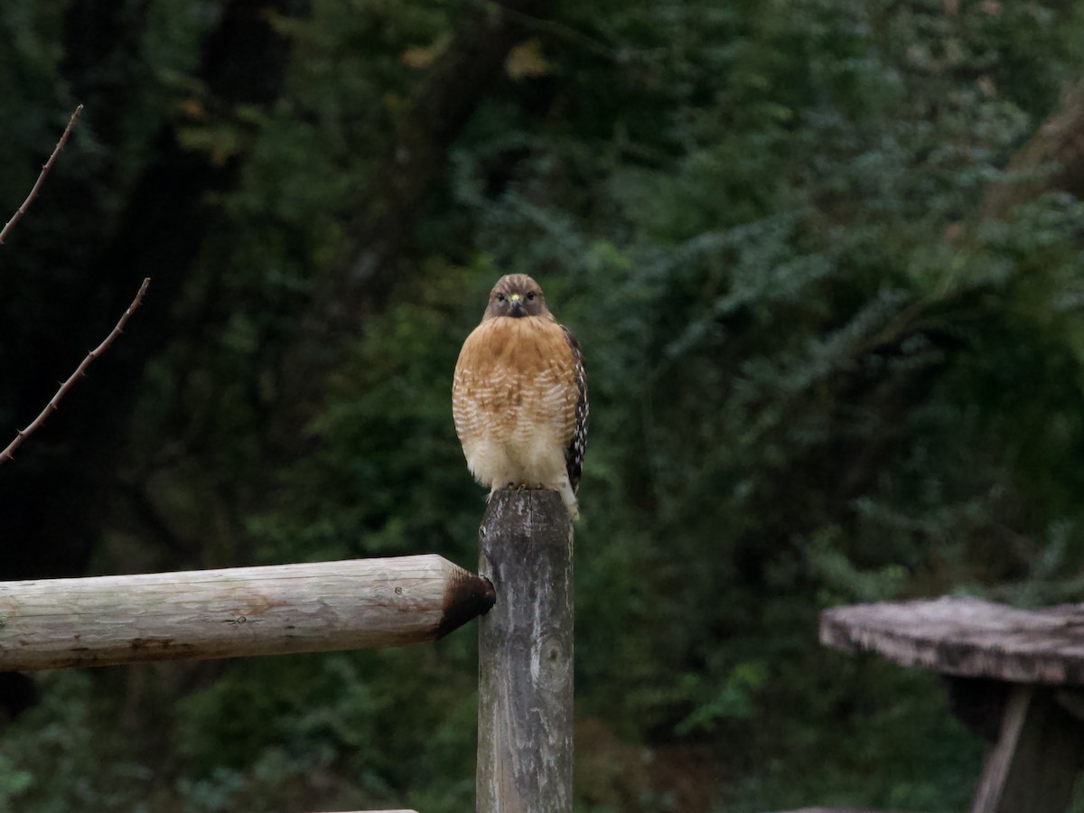 Канюк рудоплечий - ML646372391