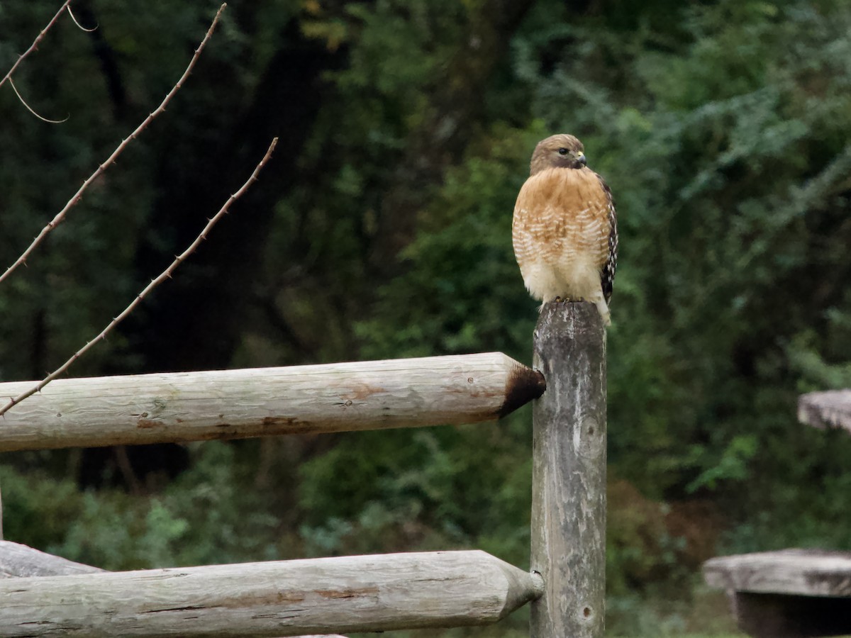 Канюк рудоплечий - ML646372392