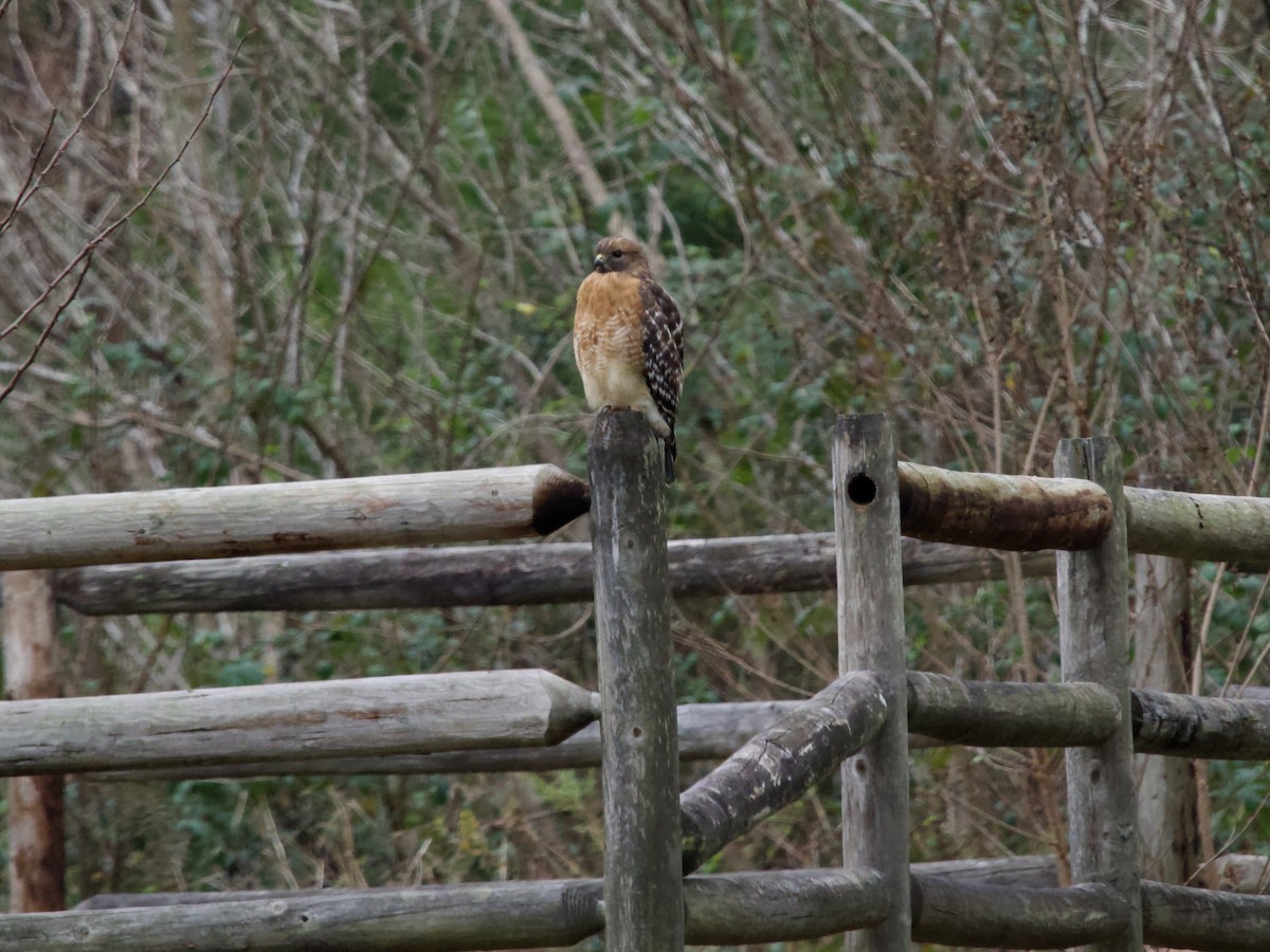 Канюк рудоплечий - ML646372393