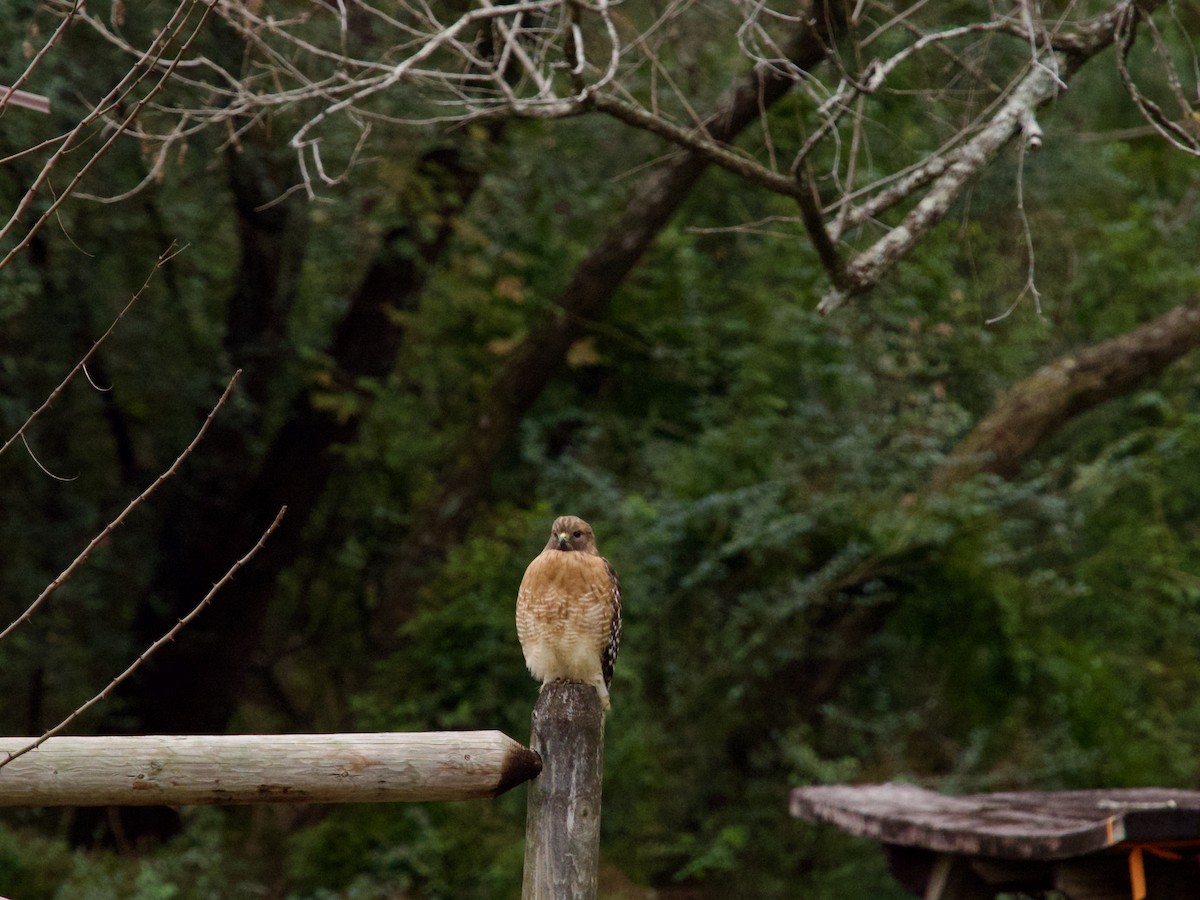 カタアカノスリ - ML646372394