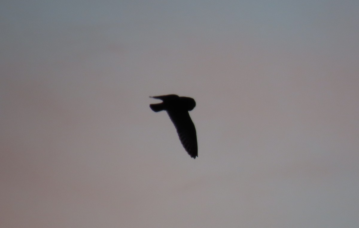 Zingira-hontza - ML646372395