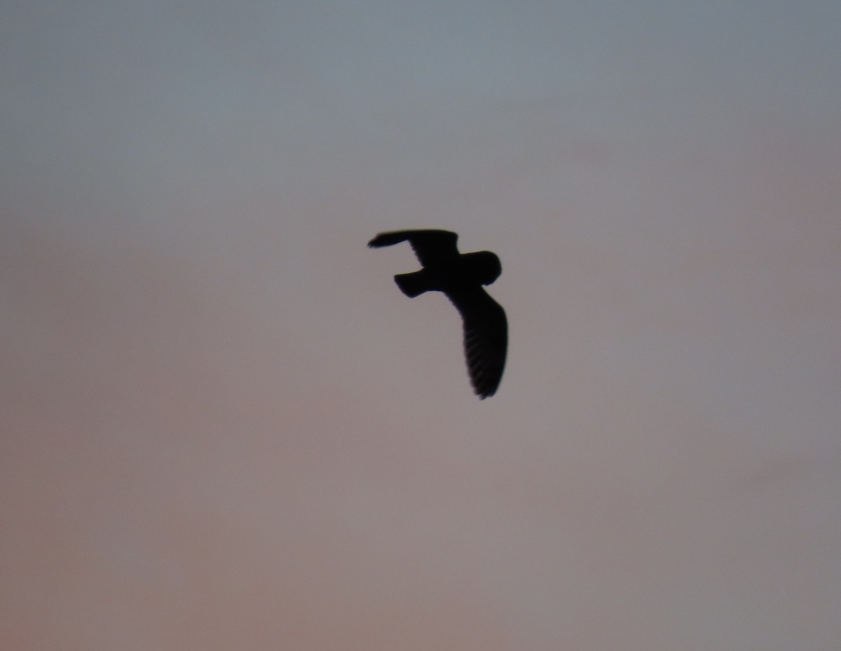 Zingira-hontza - ML646372396