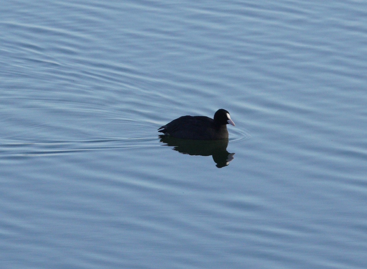 Eurasian Coot - ML646372397