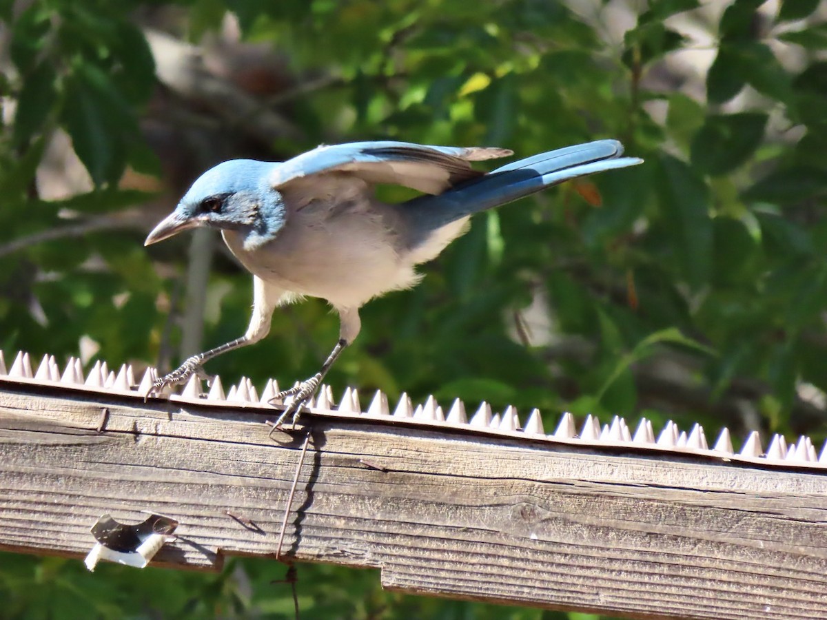 メキシコカケス - ML646372398