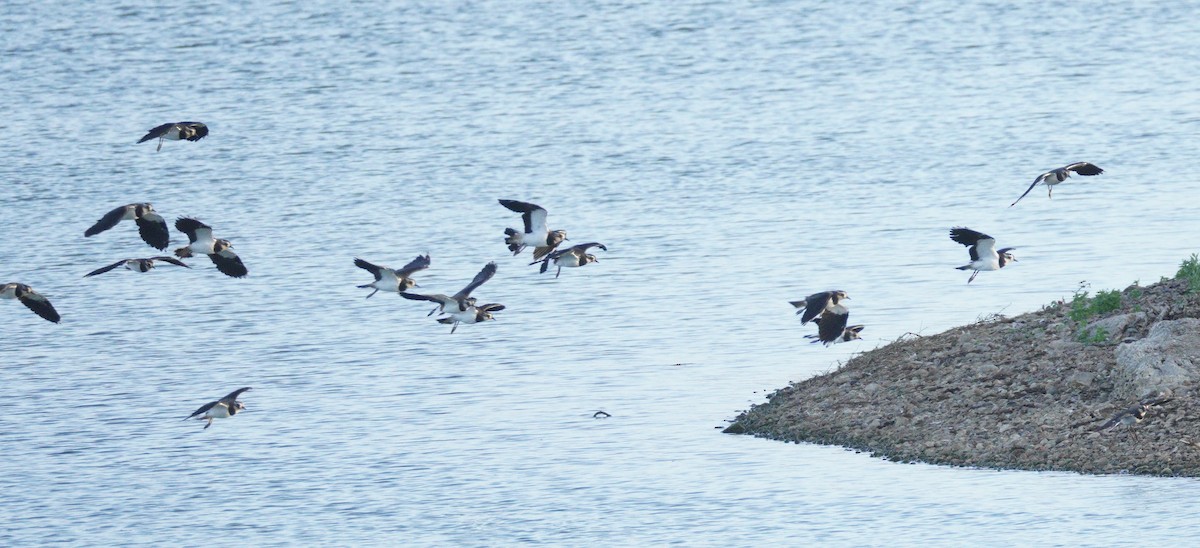 タゲリ - ML646372399