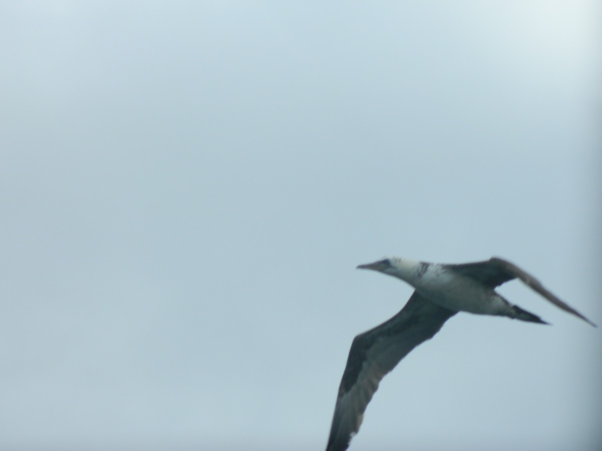 シロカツオドリ - ML646372400