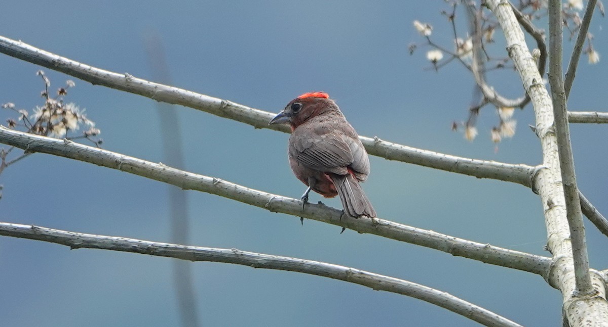 ベニイタダキ - ML646372401