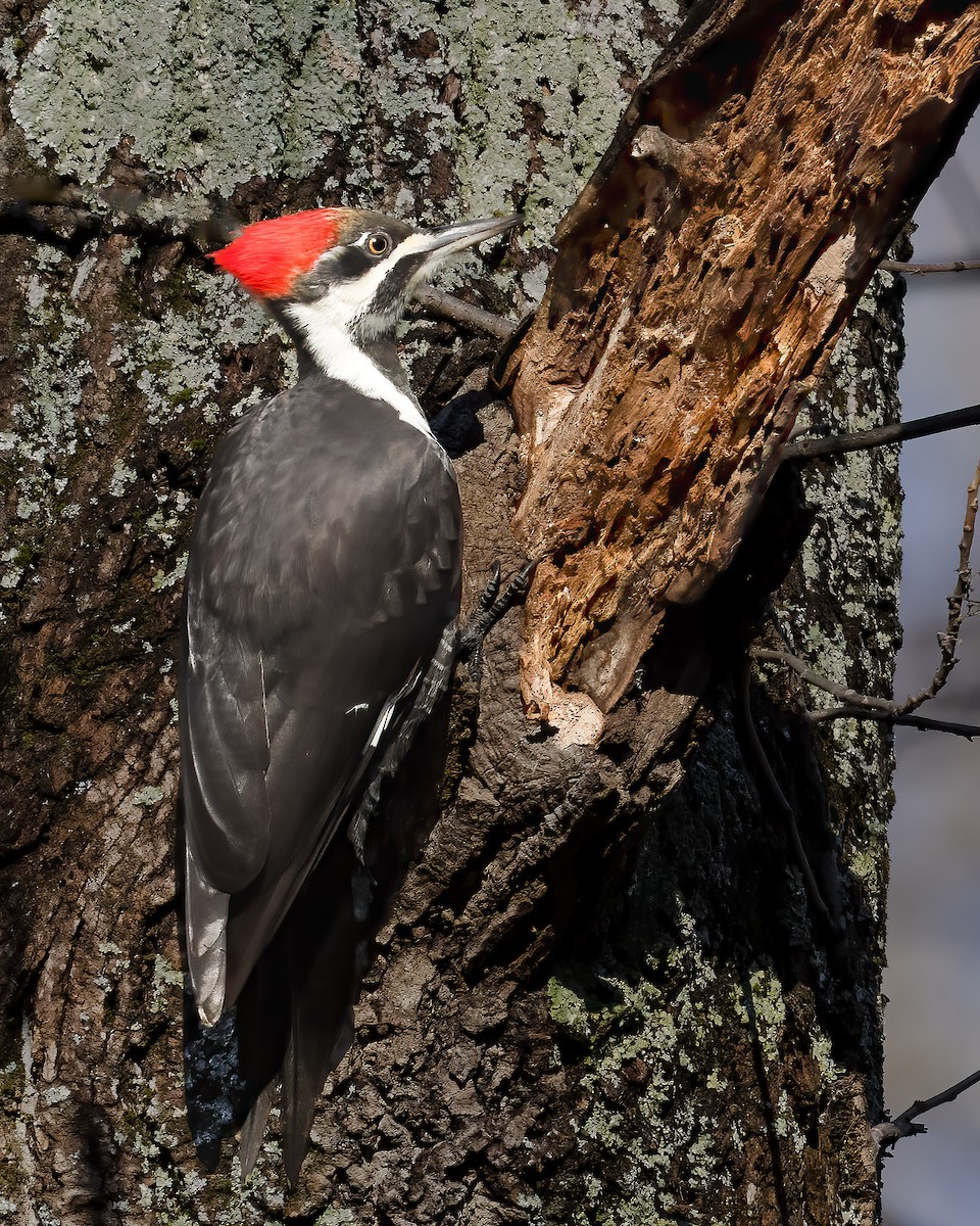 エボシクマゲラ - ML646372402