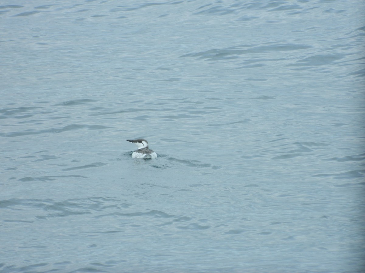 ウミガラス - ML646372404