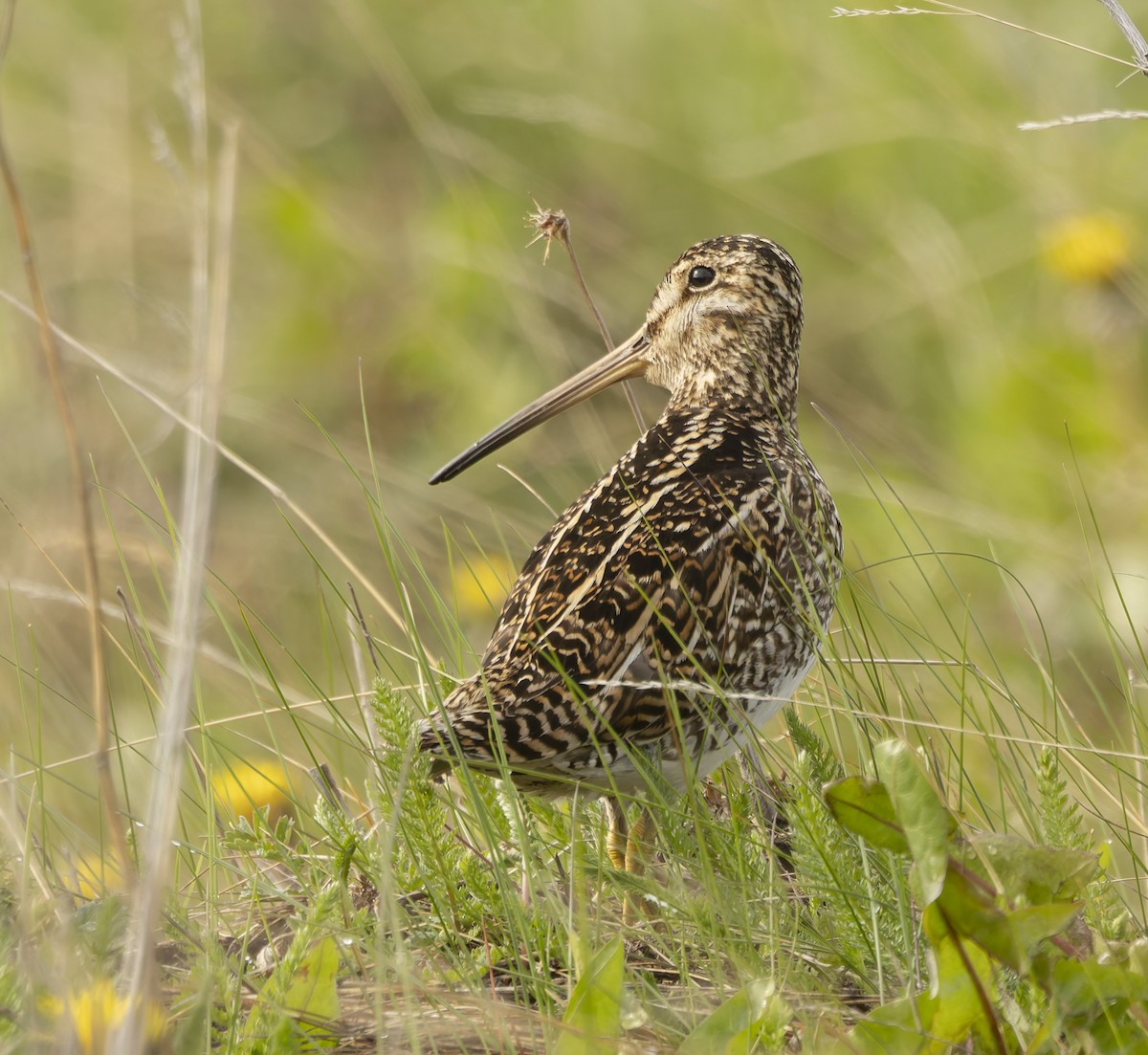 マゼランタシギ - ML646372407