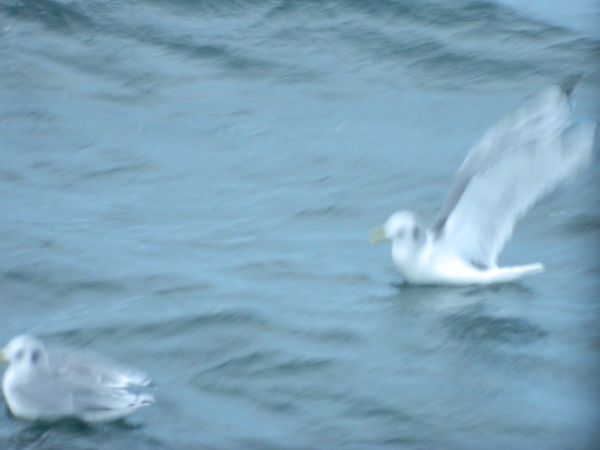 ミツユビカモメ - ML646372408