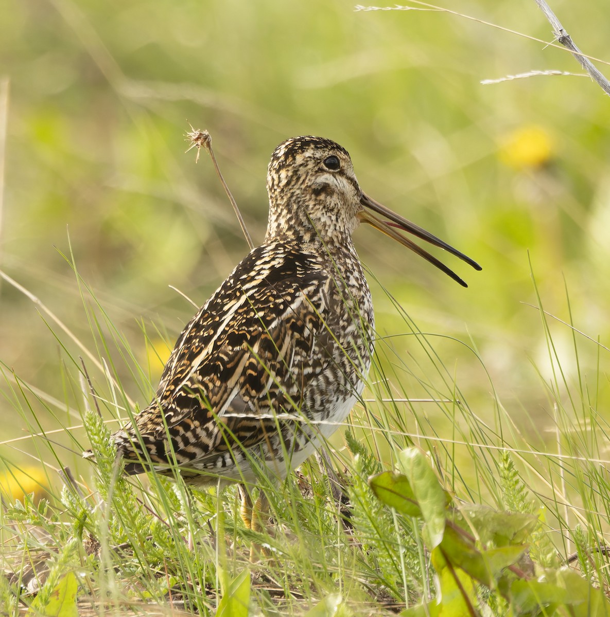 マゼランタシギ - ML646372409