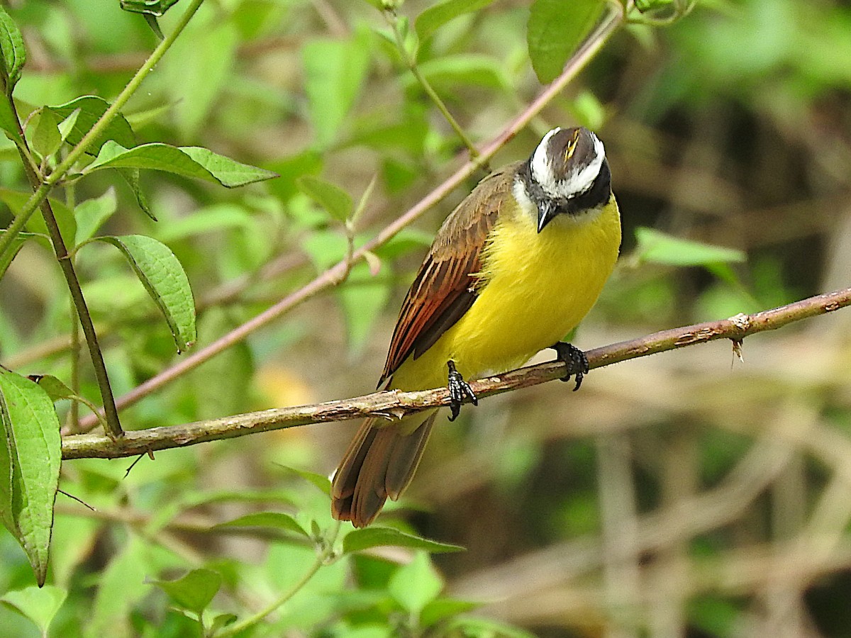 キバラヒタキモドキ - ML646372411