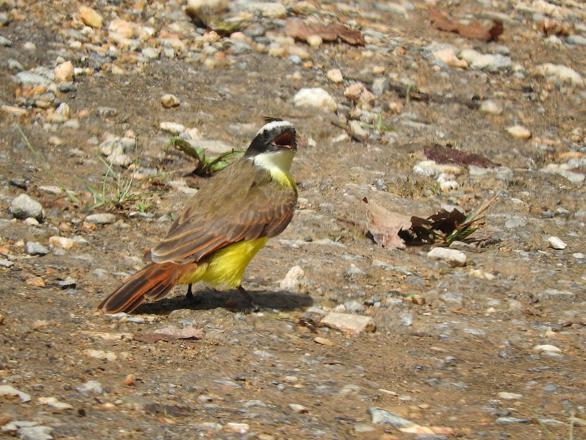 キバラヒタキモドキ - ML646372412