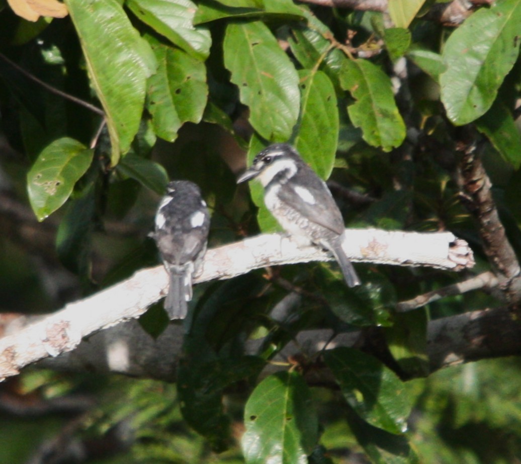 シロクロオオガシラ - ML646372413