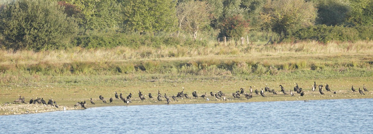 カワウ - ML646372414