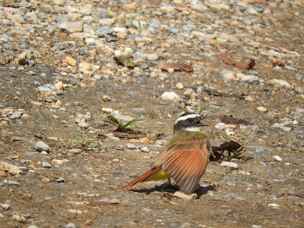 キバラヒタキモドキ - ML646372415