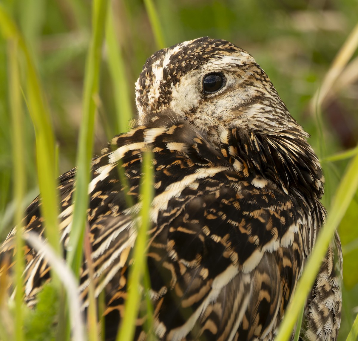 マゼランタシギ - ML646372416