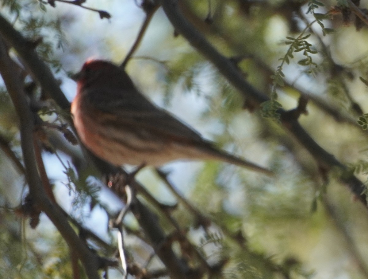 メキシコマシコ - ML646372417