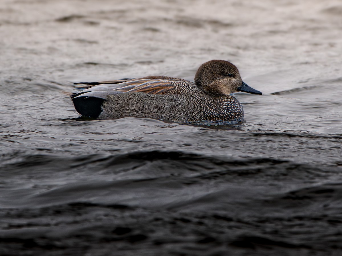 オカヨシガモ - ML646372418